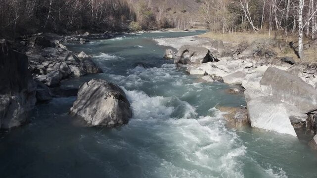 Seething water quickly flows over the stones. Mountain river in autumn against the background of the forest, slow motion. Altai