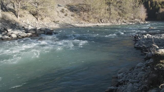 Seething water quickly flows over the stones. Mountain river in autumn against the background of the forest, slow motion. Altai