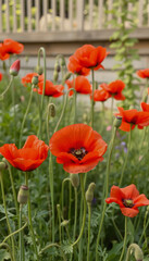 Fototapeta premium red poppies in the flowerbed in summer, grunge, with white tones