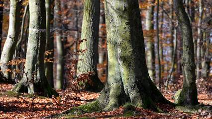 Jesienny las © Grzegorz