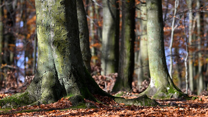 Jesienny las © Grzegorz