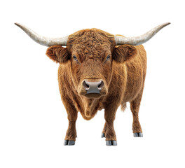 A Majestic Highland Cow with Long Curved Horns and Shaggy Brown Fur, Isolated on Transparent and White Background