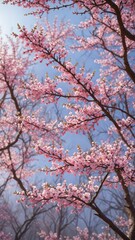 colorful tree branches adorned with fresh spring blossoms, seasons, tree, nature
