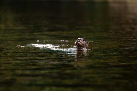 Nutria swimming in the tranquil waters of Khao Sok, Thailand