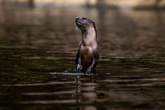 Standing juvenile nutria in a waterway in Khao Sok, Thailand