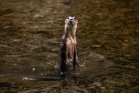 nutria standing in water at Khao Sok, Surat Thani, Thailand