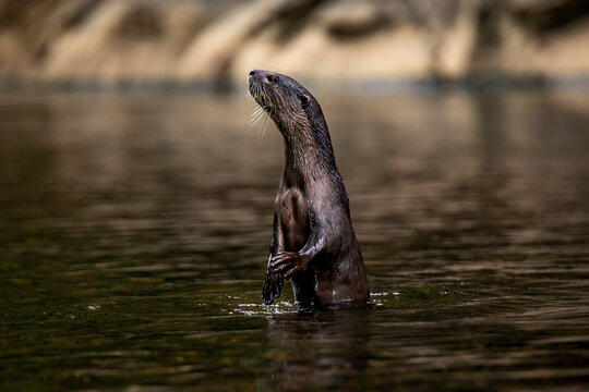Nutria standing in water in Khao Sok, Surat Thani, Thailand