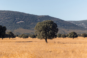 Scenic view of Cabaneros National Park with hills and trees