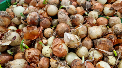 Onions for sale in a supermarket. Onions close-up with selective focus. Vegetables. A pile of onions in the vegetable section of the store