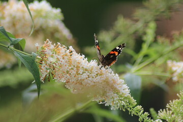 Butterfly in the nature