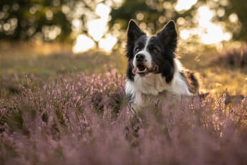 Attentive Border Collie in Pink Heather Outside. Adorable Black and White Dog with Tongue Out in Meadow Nature.