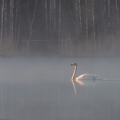 A swan in a lake in the forests of Finland on a spring morning
