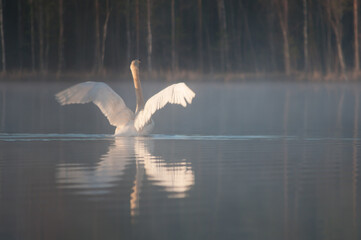 A swan in a lake in the forests of Finland on a spring morning