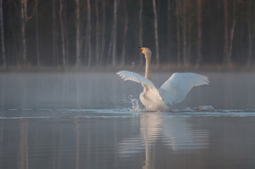 A swan in a lake in the forests of Finland on a spring morning © Jani Katajisto
