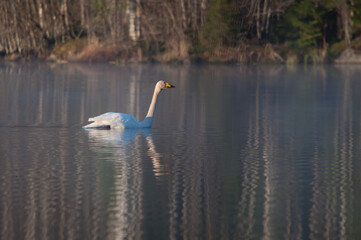 A swan in a lake in the forests of Finland on a spring morning