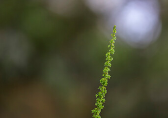 Long stem with vibrant green leaves, highlighting their natural shapes and textures. Perfect for botanical, nature, and decor projects.