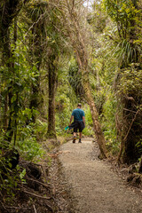 Obraz premium Hiker enjoying a tranquil forest trail. Man walks through lush New Zealand foliage. Nature walk. FAIRY FALLS, WAITAKERE RANGES, AUCKLAND, NEW ZEALAND