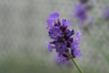Lavender flowers