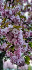 pink cherry blossom flower tree