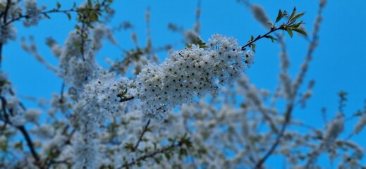 white cherry blossom flower