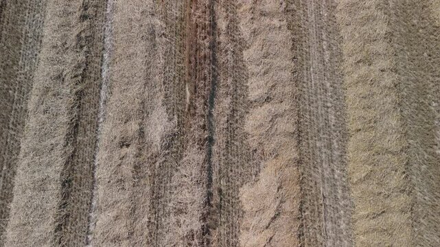 Top-down perspective of a dry agricultural field with parallel rows of cut crops.
