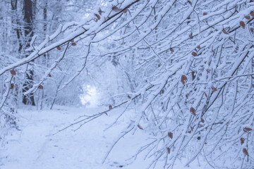 Winter Wonderland – Snowy Forest Landscape