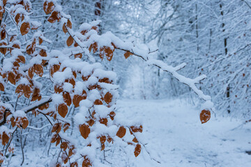 Winter Wonderland – Snowy Forest Landscape