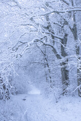 Winter Wonderland – Snowy Forest Landscape