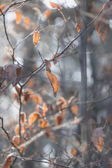 Frosty Morning in the Forest – A Winter’s Embrace