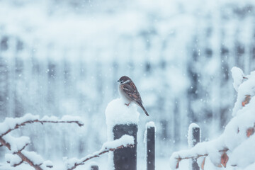 Sparrow in the Snow – A Winter’s Perch