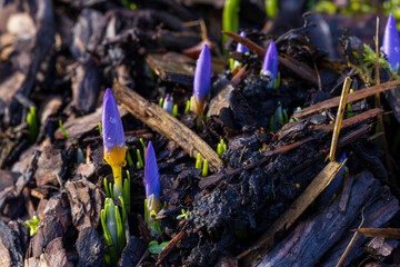 Spring Awakening – Blooming Crocuses in the Sun
