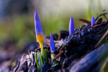 Spring Awakening – Blooming Crocuses in the Sun