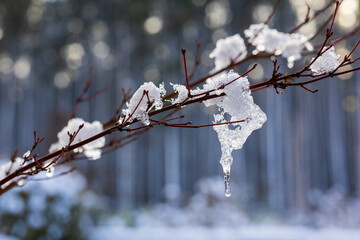 Frosty Morning in the Forest – A Winter’s Embrace