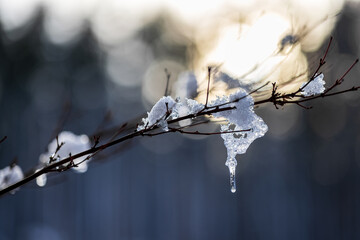 Frosty Morning in the Forest – A Winter’s Embrace