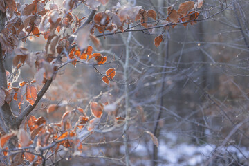 Frosty Morning in the Forest – A Winter’s Embrace