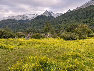 Argentina, Ushuaia - 2023, February: flowers in the mountains, way to Vinciguerra 