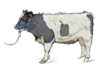 Illustration of cute little Breton calf in Douarnenez coastal park. Domestic animals. Isolated drawing for encyclopedia. Hand drawn vector sketch.