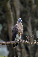Gray fish eagle