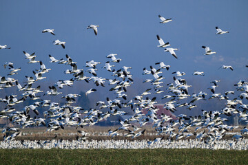 Flock of snow geese flying and on ground in farmland of Skagit Valley in winter