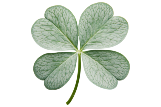 Realistic four-leaf clover with intricate vein details, symbolizing good luck and prosperity. Isolated. AI generated.  .