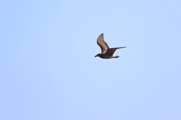 pacific gull