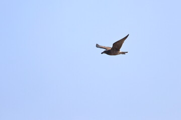 pacific gull