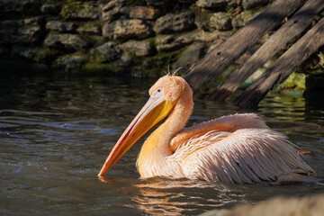 A pink pelican swims in a small lake at the Zoo in daylight.