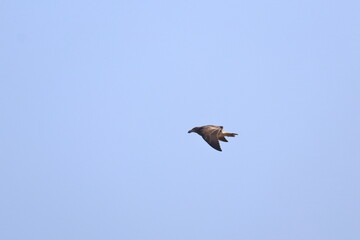 pacific gull