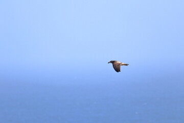 pacific gull