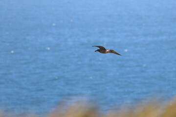 pacific gull