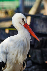 Portrait of a beautiful young stork at the Zoo