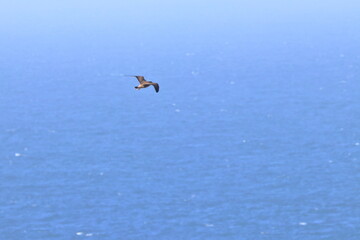 pacific gull