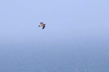 pacific gull