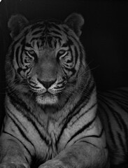 Black and white portrait of a Siberian tiger (Panthera tigris) at the Zoo. Taken close-up with a long lens. Hidden in its den.